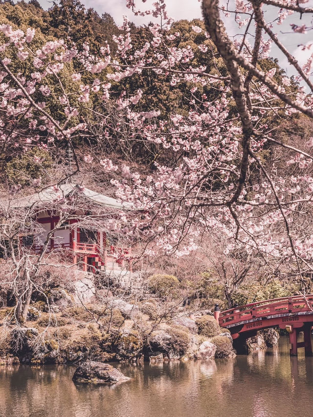 Chasing Sakura in Kyoto II