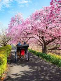 Chasing Sakura in Japan 🌸