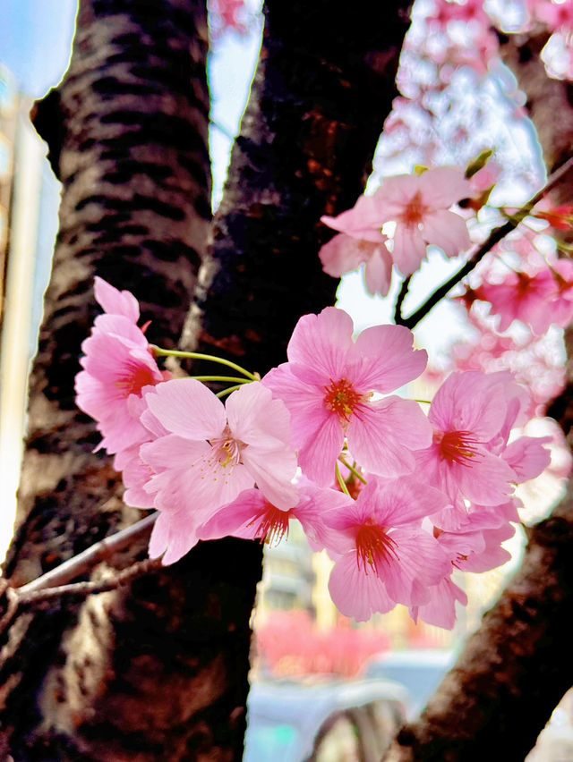 【さくら2025】行かなきゃ損！ピンク色に染った渋谷🌸🌸🌸