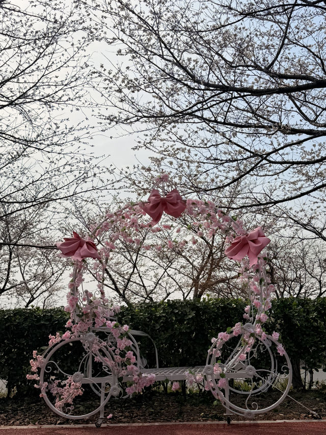 釜山｜洛東堤防櫻花路 三千株櫻花鋪成浪漫道路
