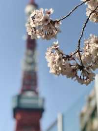 Spring Bliss at Shiba Park: A Hidden Cherry Blossom Spot