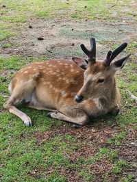 🇯🇵 NARA day trip, and yes, NARA 🦌 bow! 