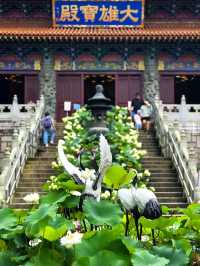 🙏【大嶼山寶蓮禪寺抄經靜心攻略】  