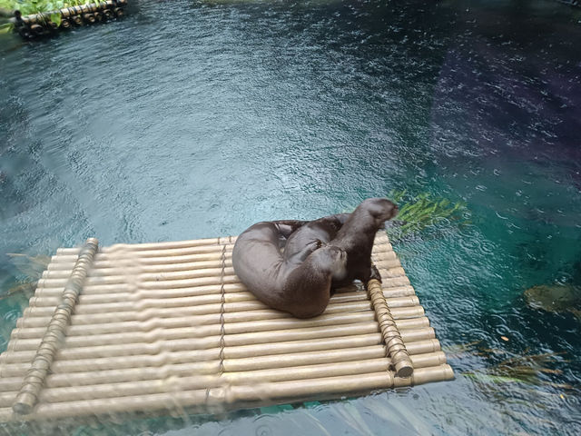 シンガポール動物園攻略！！