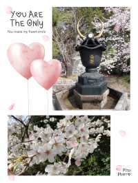 福岡櫻花入圍全國100選之地😍