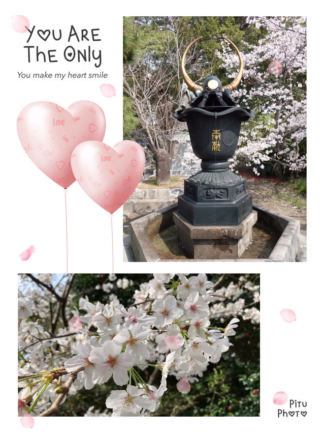 福岡櫻花入圍全國100選之地😍