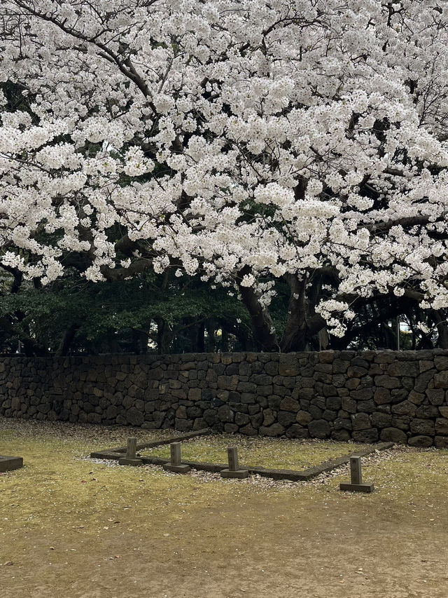 제주도 벚꽃 늦기전에 여기 가세요!
