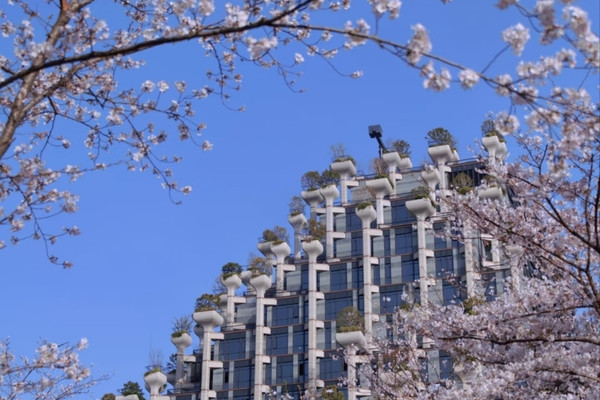 Shanghai's Futuristic Urban Sakura Oasis-1000 Trees | Trip