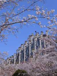Shanghai's Futuristic Urban Sakura Oasis-1000 Trees