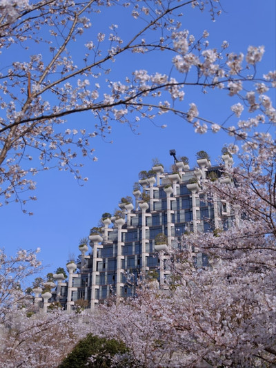その他 MEGASPACEMOLLY100% Blooming-Sakura 92a3ed0a-43e6-43fc-9c8e-