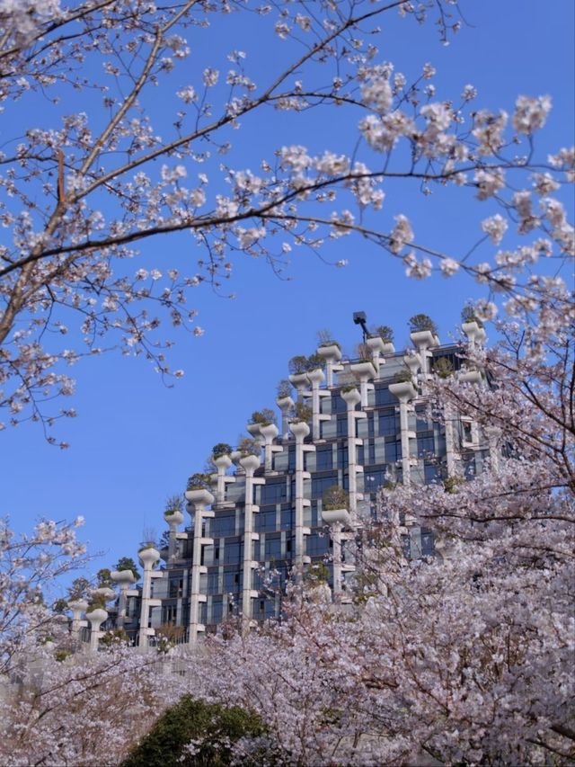 Shanghai's Futuristic Urban Sakura Oasis-1000 Trees