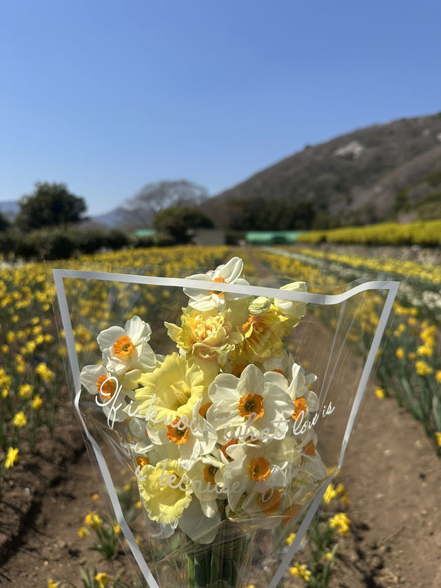노오란 수선화가 가득한 ‘거제 공곶이’ 🌼🌻