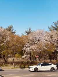 A Neighborhood Sparkle of Cherry Blossoms