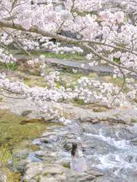 【山口】絶景の桜と温泉を楽しむ♨️長門湯本温泉