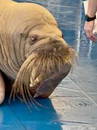 三重｜集合動物明星們 全日本最萌的鳥羽水族館