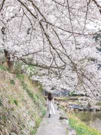 【山口】絶景の桜と温泉を楽しむ♨️長門湯本温泉