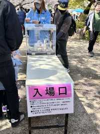 【京都】石清水八幡宮駅から行ける桜祭りは必見！