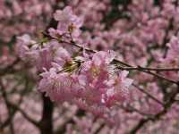 🌸** 浪漫櫻花的隱秘樂園**🌸