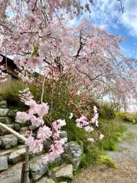 Cherry Blossoms in Full Bloom at Haradani-en