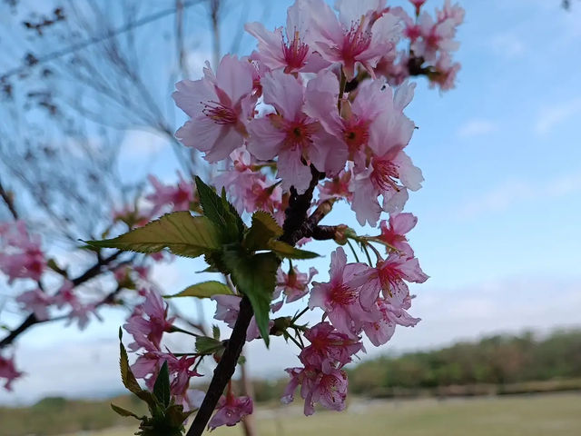 🌸** 新竹頭前溪橋左岸櫻花步道**🌸