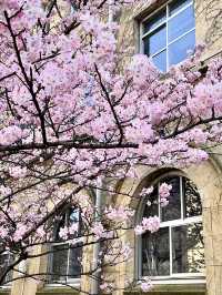 Sakura Blooming at Shimo-gyo Junior High School Seito Gakusha