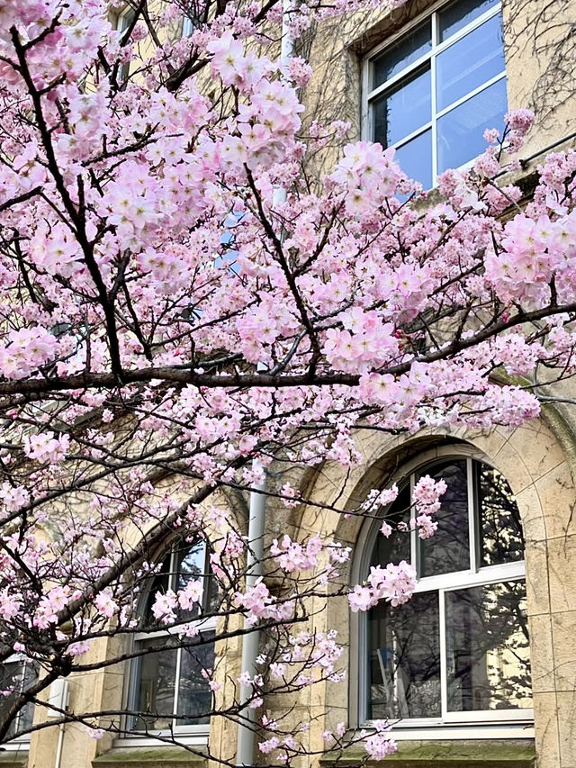 Sakura Blooming at Shimo-gyo Junior High School Seito Gakusha