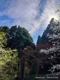 ไปดู The King of Cherry Blossom Alishan 