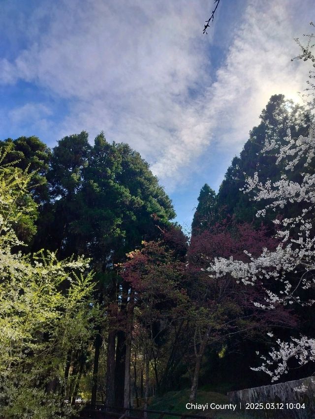 ไปดู The King of Cherry Blossom Alishan 