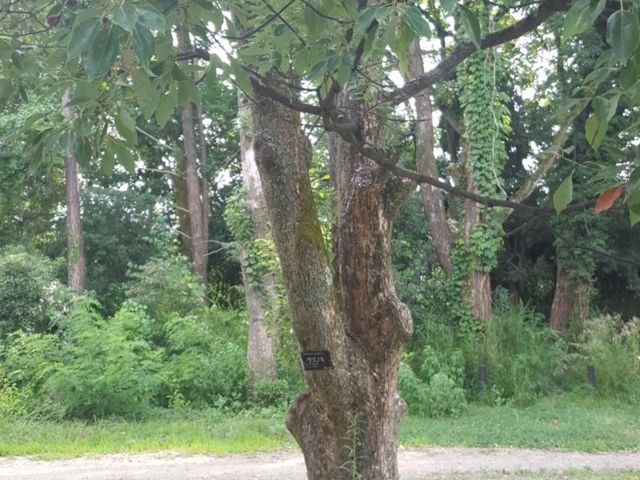 [🇯🇵京都] 緑に包まれる癒しの時間―京都府立植物園で感じる自然の息吹