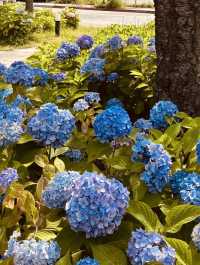 See Flowers and the River in Spring at Sindong Park for a Peaceful Visit 