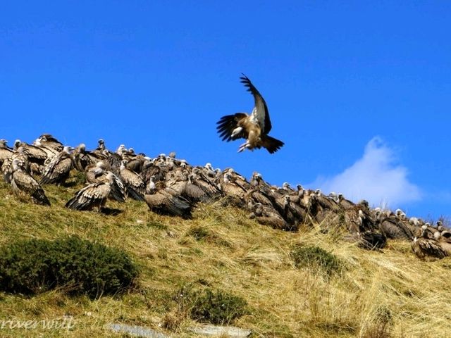 【中国】衝撃的な異文化体験！東チベットの鳥葬が行われる天葬台