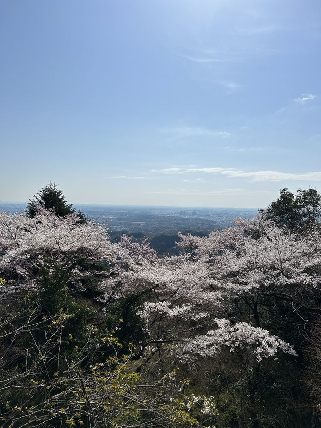 週末リフレッシュ！自然とグルメを満喫する高尾山ハイキング