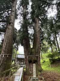 【福井× 栢野の大杉】樹齢2300年の御神木