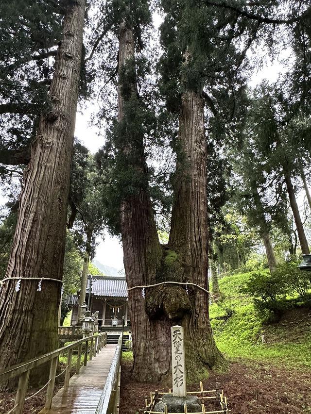 【福井× 栢野の大杉】樹齢2300年の御神木
