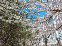 釜山海雲台藍線公園青沙浦站，是絕佳海景跟櫻花觀賞點。