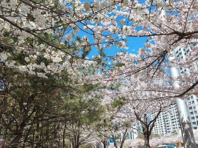 釜山海雲台藍線公園青沙浦站，是絕佳海景跟櫻花觀賞點。