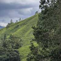 Brinchang 3 Days Itinerary