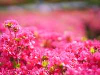 Komuroyama in Color: A Blooming Spring Escape
