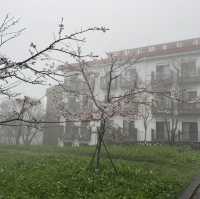 祝山觀日步道 Zhushan Sunrise Trail