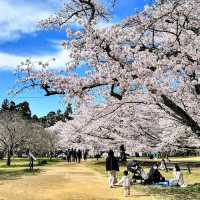 三神峰公園，仙台市民最愛的賞櫻踏青景點