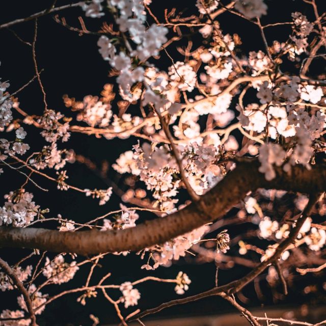 Sakura Serenity — Strolling Along Matsukawa River in Ito