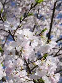 Maojiabu Cherry Blossoms – A Hidden Lakeside Escape