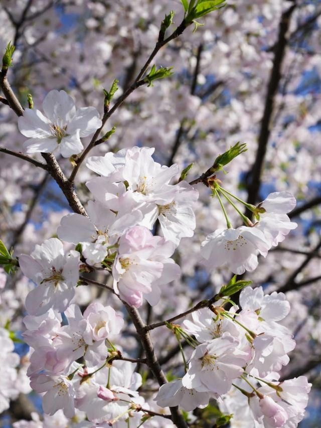 Maojiabu Cherry Blossoms – A Hidden Lakeside Escape