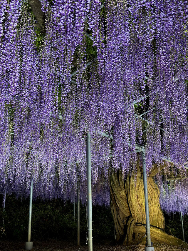 【栃木】一生に一度は見てみたかった藤の絶景スポット