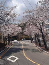Chasing Cherry Blossoms Through Busan Streets
