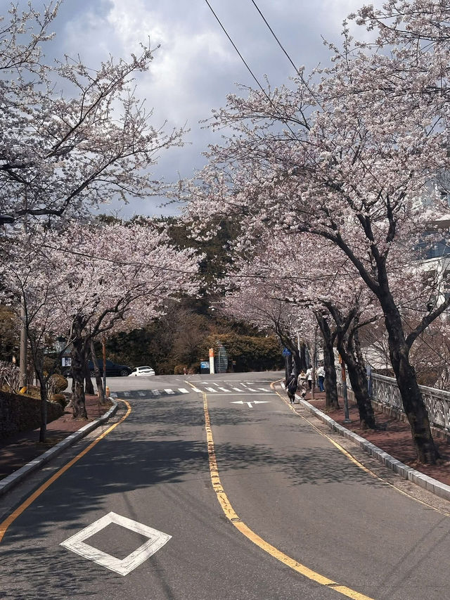 Chasing Cherry Blossoms Through Busan Streets