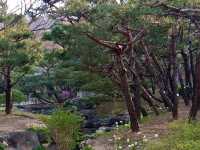 “Cherry Blossoms and Tradition at Namsangol Hanok Village”