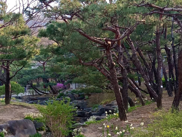 “Cherry Blossoms and Tradition at Namsangol Hanok Village”