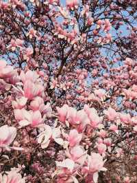 Misa Gyeongjeong Park: Hanam's Lakeside Spring Canvas