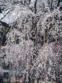 【おすすめ桜スポット】秩父の清雲寺　樹齢600年の枝垂れ桜